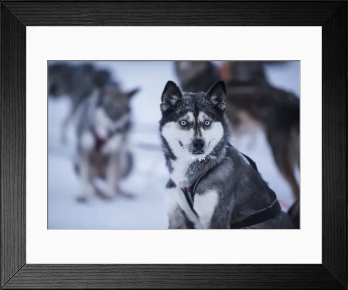 Framed Print : Husky at a husky farm in Lapland, Finland, Europe Framed Print : Husky at a husky farm in Lapland, Finland, Europe