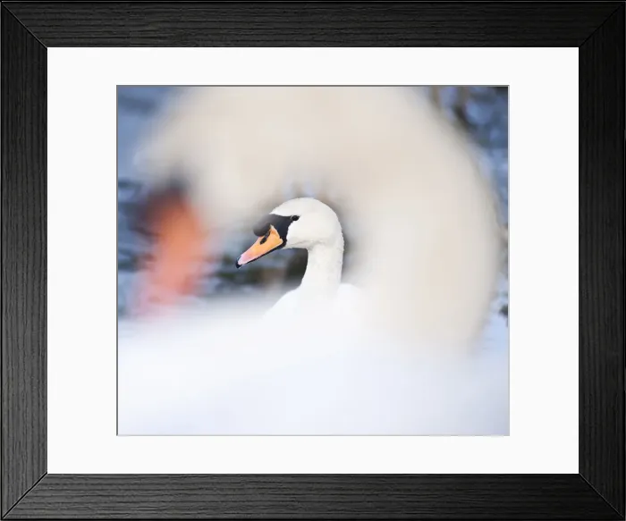 Framed Print : Swan at Llanmynech on the border of England and Wales, United Kingdom, Europe Framed Print : Swan at Llanmynech on the border of England and Wales, United Kingdom, Europe