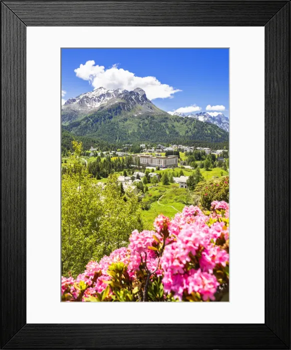 Framed Print : Rhododendrons with Maloja Pass in the background, Maloja Pass, Engadine, Graubunden Framed Print : Rhododendrons with Maloja Pass in the background, Maloja Pass, Engadine, Graubunden