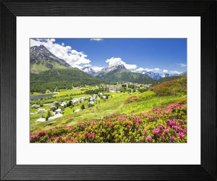 Framed Print : Rhododendrons in flower with Maloja Pass in the background, Maloja Pass, Engadine
