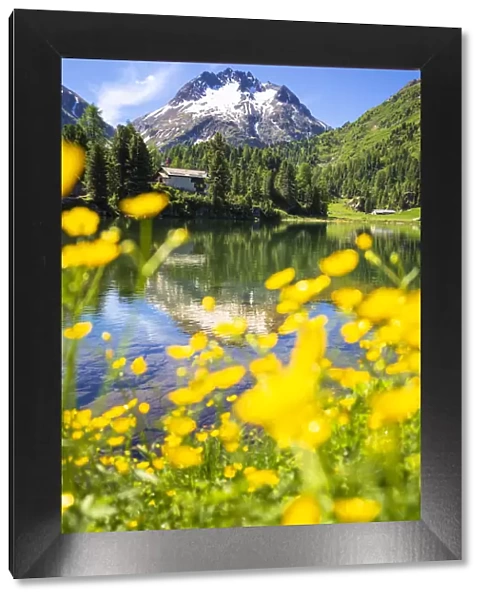 Summer flowers at Lake Cavloc, Forno Valley, Maloja Pass, Engadine, Graubunden, Switzerland