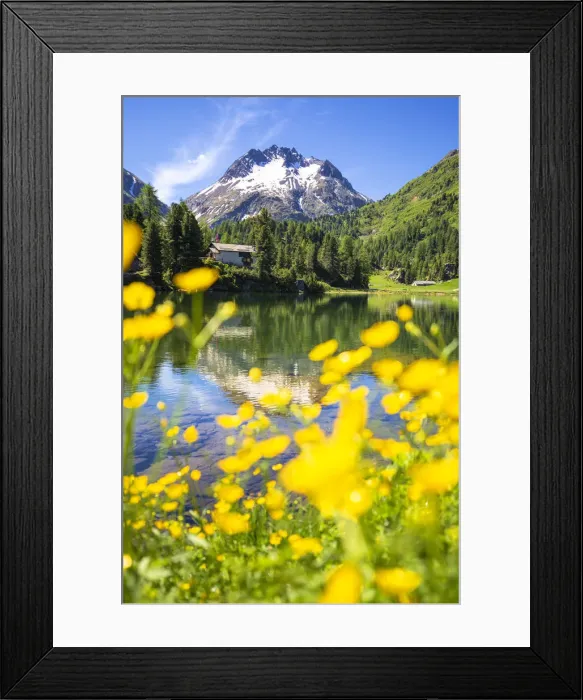 Framed Print : Summer flowers at Lake Cavloc, Forno Valley, Maloja Pass, Engadine, Graubunden, Switzerland Framed Print : Summer flowers at Lake Cavloc, Forno Valley, Maloja Pass, Engadine, Graubunden, Switzerland