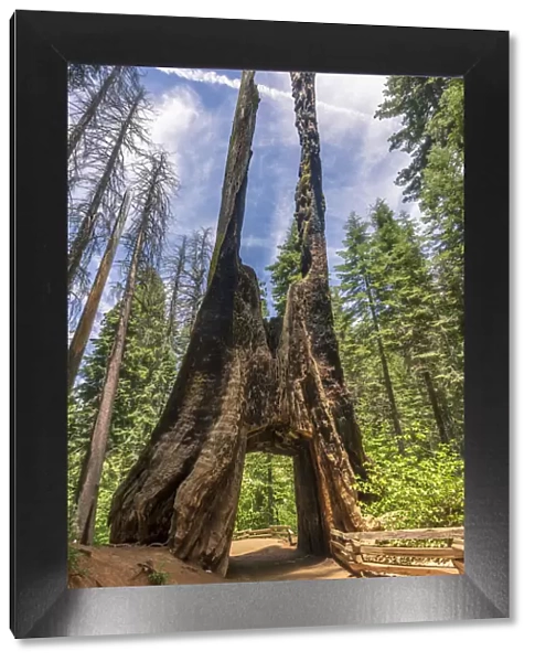 Tuolumne Grove of Giant Sequoias, Yosemite Valley, UNESCO World Heritage Site, California