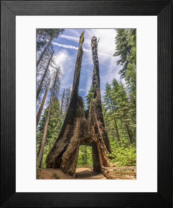 Framed Print : Tuolumne Grove of Giant Sequoias, Yosemite Valley, UNESCO World Heritage Site, California Framed Print : Tuolumne Grove of Giant Sequoias, Yosemite Valley, UNESCO World Heritage Site, California