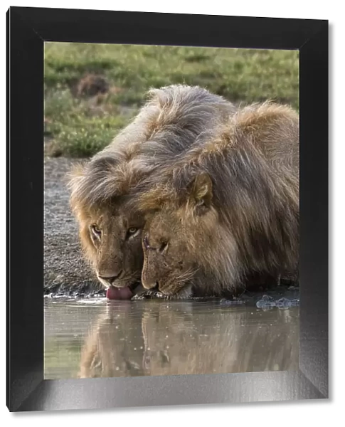 Two male lions (Panthera leo) drinking, Ndutu, Ngorongoro Conservation Area, Serengeti