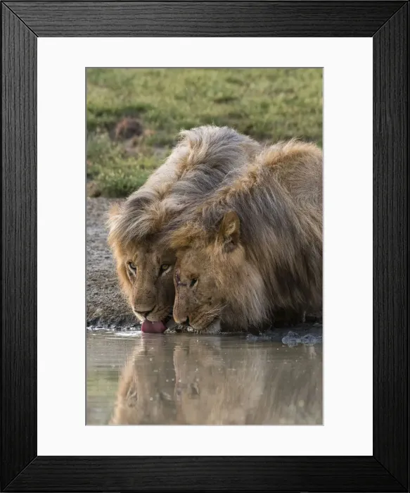 Framed Print : Two male lions (Panthera leo) drinking, Ndutu, Ngorongoro Conservation Area, Serengeti Framed Print : Two male lions (Panthera leo) drinking, Ndutu, Ngorongoro Conservation Area, Serengeti