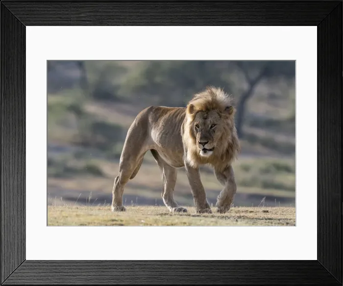 Framed Print : A male lion (Panthera leo), Ndutu, Ngorongoro Conservation Area, Serengeti, Tanzania Framed Print : A male lion (Panthera leo), Ndutu, Ngorongoro Conservation Area, Serengeti, Tanzania