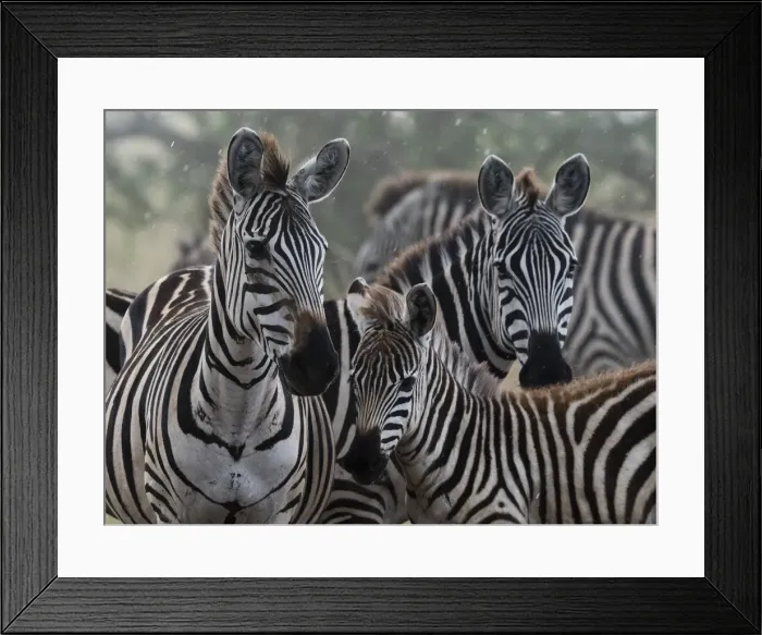 Framed Print : Plains zebras (Equus quagga) under the rain, Seronera, Serengeti National Park, Tanzania Framed Print : Plains zebras (Equus quagga) under the rain, Seronera, Serengeti National Park, Tanzania