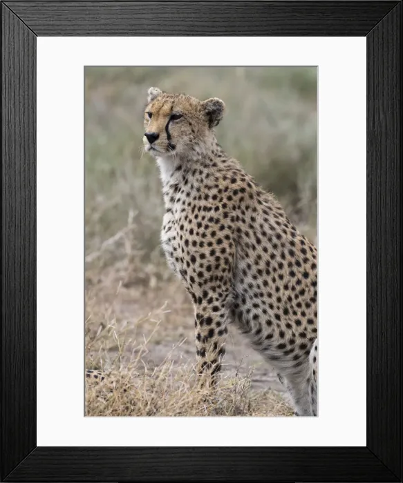 Framed Print : Cheetah (Acinonyx jubatus), Ndutu, Ngorongoro Conservation Area, Serengeti, Tanzania Framed Print : Cheetah (Acinonyx jubatus), Ndutu, Ngorongoro Conservation Area, Serengeti, Tanzania