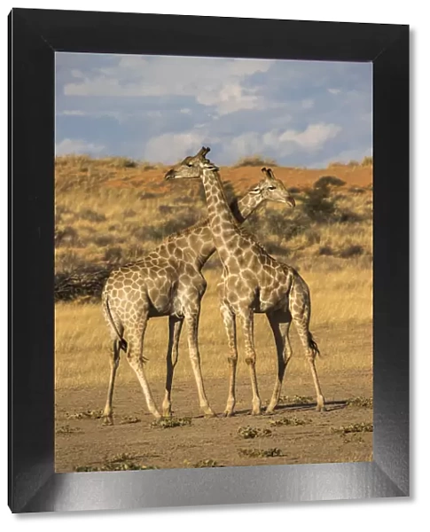 Giraffes (Giraffa camelopardalis), Kgalagadi Transfrontier Park, South Africa, Africa