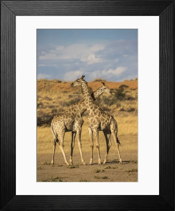 Framed Print : Giraffes (Giraffa camelopardalis), Kgalagadi Transfrontier Park, South Africa, Africa Framed Print : Giraffes (Giraffa camelopardalis), Kgalagadi Transfrontier Park, South Africa, Africa