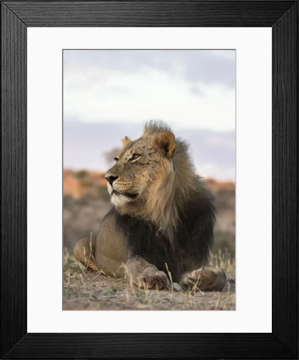 Framed Print : Lion (Panthera leo) male, Kgalagadi Transfrontier Park, South Africa, Africa Framed Print : Lion (Panthera leo) male, Kgalagadi Transfrontier Park, South Africa, Africa
