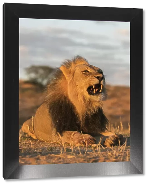 Lion (Panthera leo) male, Kgalagadi Transfrontier Park, South Africa, Africa