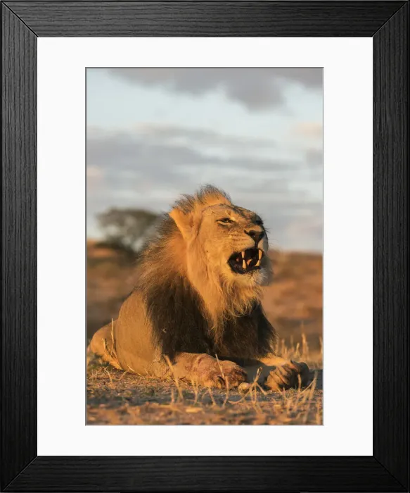 Framed Print : Lion (Panthera leo) male, Kgalagadi Transfrontier Park, South Africa, Africa Framed Print : Lion (Panthera leo) male, Kgalagadi Transfrontier Park, South Africa, Africa