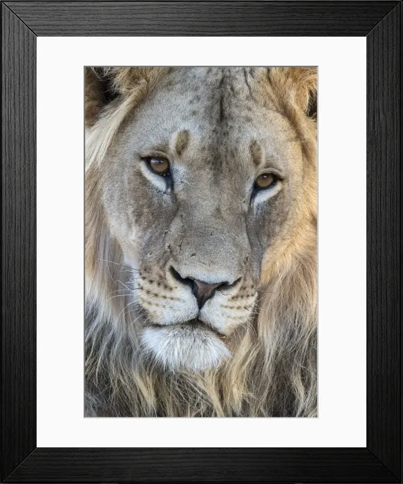 Framed Print : Lion (Panthera leo) male, Kgalagadi Transfrontier Park, South Africa, Africa Framed Print : Lion (Panthera leo) male, Kgalagadi Transfrontier Park, South Africa, Africa