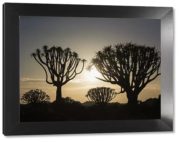 Quiver trees at sunrise (kokerboom) (Aloidendron dichotomum) (formerly Aloe dichotoma)