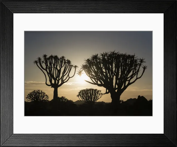 Framed Print : Quiver trees at sunrise (kokerboom) (Aloidendron dichotomum) (formerly Aloe dichotoma) Framed Print : Quiver trees at sunrise (kokerboom) (Aloidendron dichotomum) (formerly Aloe dichotoma)