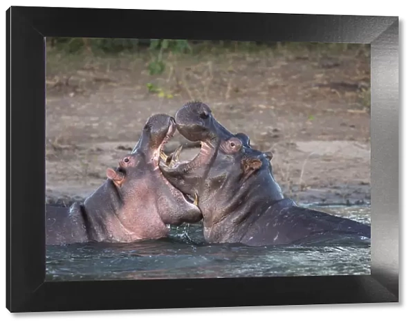Hippos (Hippopotamus amphibius) playfighting, Chobe River, Botswana, Africa