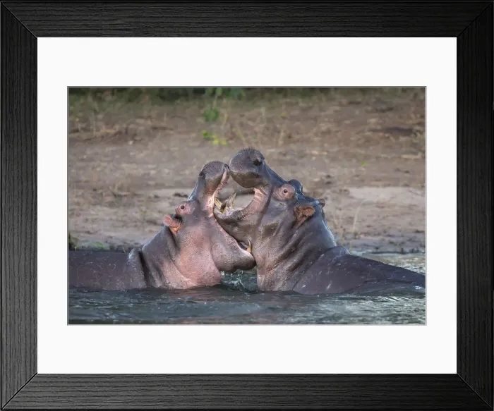 Framed Print : Hippos (Hippopotamus amphibius) playfighting, Chobe River, Botswana, Africa Framed Print : Hippos (Hippopotamus amphibius) playfighting, Chobe River, Botswana, Africa