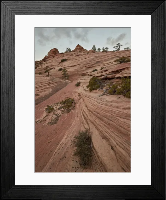 Framed Print : Bushes and trees growing on a sandstone hill, Zion National Park, Utah, United States of America Framed Print : Bushes and trees growing on a sandstone hill, Zion National Park, Utah, United States of America