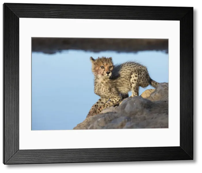 Framed Print : Cheetah (Acinonyx jubatus) cub, Kgalagadi Transfrontier Park, South Africa, Africa Framed Print : Cheetah (Acinonyx jubatus) cub, Kgalagadi Transfrontier Park, South Africa, Africa