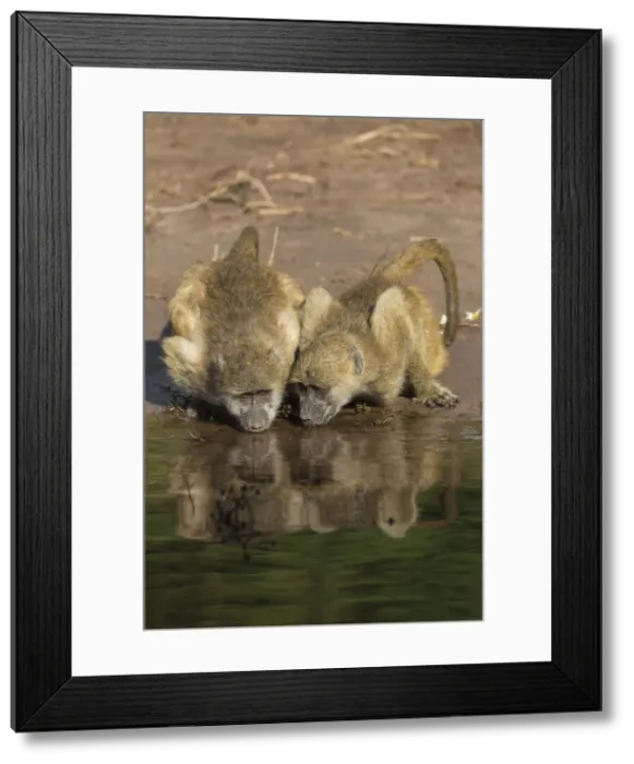 Framed Print : Chacma baboons (Papio ursinus griseipes) drinking, Chobe National Park, Botswana, Africa Framed Print : Chacma baboons (Papio ursinus griseipes) drinking, Chobe National Park, Botswana, Africa