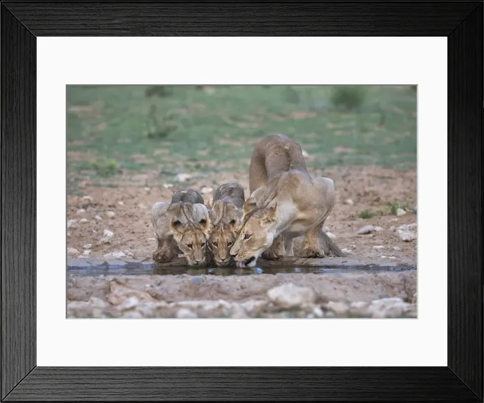 Framed Print : Lions (Panthera leo) drinking, Kgalagadi Transfrontier Park, South Africa, Africa Framed Print : Lions (Panthera leo) drinking, Kgalagadi Transfrontier Park, South Africa, Africa