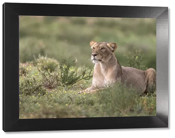 Lioness (Panthera leo) watching prey, Kgalagadi Transfrontier Park, South Africa, Africa