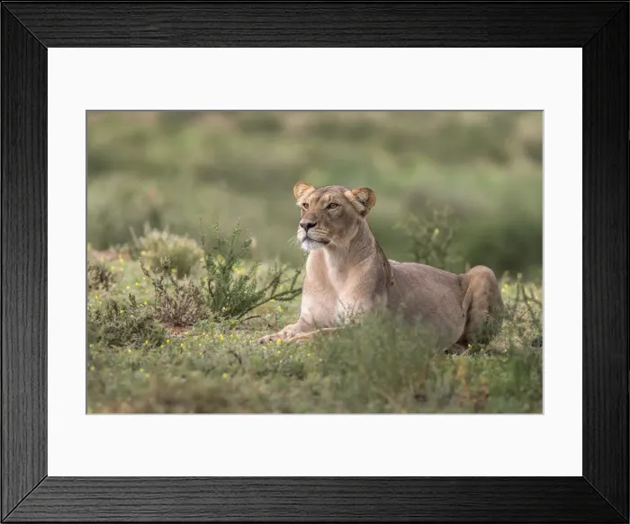 Framed Print : Lioness (Panthera leo) watching prey, Kgalagadi Transfrontier Park, South Africa, Africa Framed Print : Lioness (Panthera leo) watching prey, Kgalagadi Transfrontier Park, South Africa, Africa