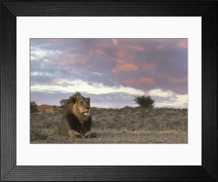 Framed Print : Lion (Panthera leo) male, Kgalagadi Transfrontier Park, South Africa, Africa Framed Print : Lion (Panthera leo) male, Kgalagadi Transfrontier Park, South Africa, Africa