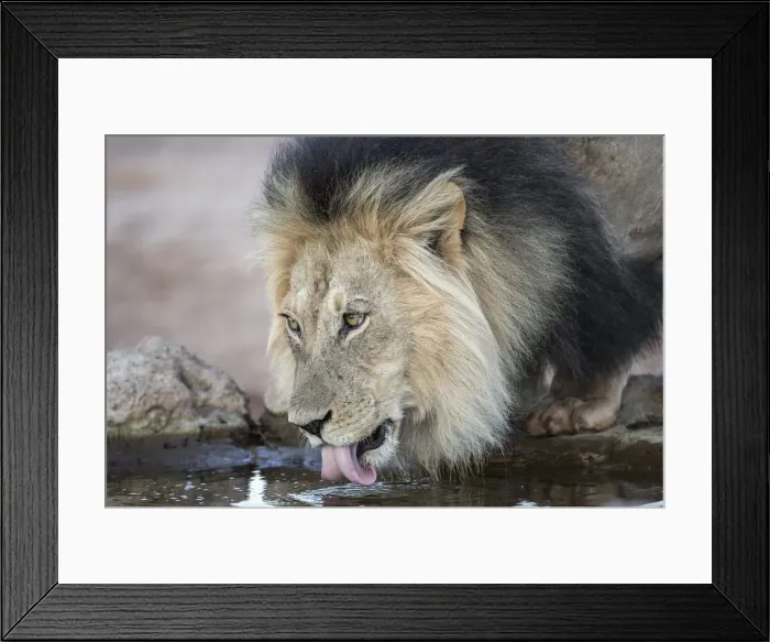 Framed Print : Lion (Panthera leo) male drinking, Kgalagadi Transfrontier Park, South Africa, Africa Framed Print : Lion (Panthera leo) male drinking, Kgalagadi Transfrontier Park, South Africa, Africa