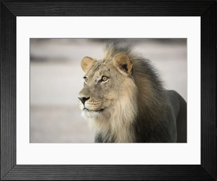Framed Print : Lion (Panthera leo) male, Kgalagadi Transfrontier Park, South Africa, Africa Framed Print : Lion (Panthera leo) male, Kgalagadi Transfrontier Park, South Africa, Africa