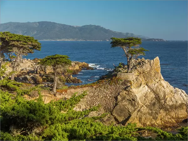 View of Carmel Bay and Lone Cypress at Pebble Beach, 17 Mile Drive, Peninsula, Monterey
