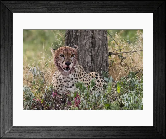 Framed Print : Cheetah (Acinonyx jubatus) with a bloody face after feeding, Ndutu, Ngorongoro Conservation Area Framed Print : Cheetah (Acinonyx jubatus) with a bloody face after feeding, Ndutu, Ngorongoro Conservation Area