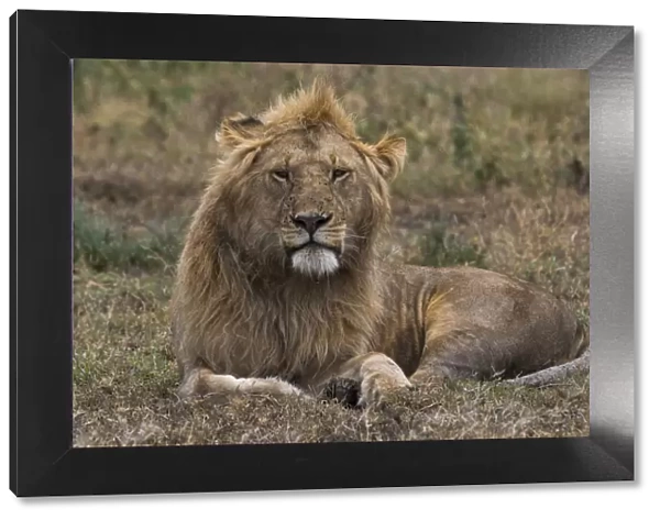 Lion (Panthera leo), Ndutu, Ngorongoro Conservation Area, Serengeti, Tanzania, East Africa