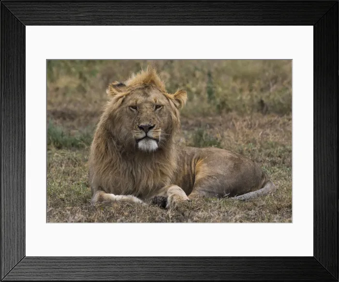 Framed Print : Lion (Panthera leo), Ndutu, Ngorongoro Conservation Area, Serengeti, Tanzania, East Africa Framed Print : Lion (Panthera leo), Ndutu, Ngorongoro Conservation Area, Serengeti, Tanzania, East Africa