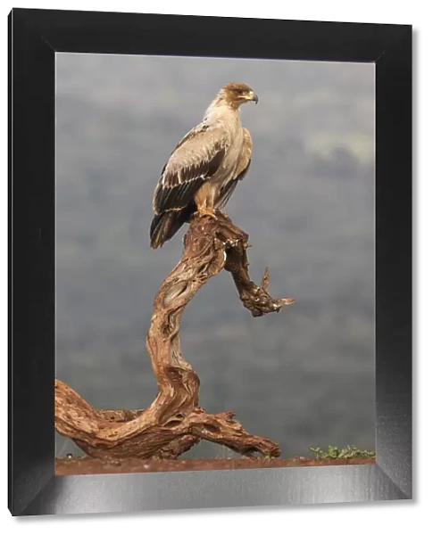 Tawny eagle (Aquila rapax), Zimanga Private Game Reserve, KwaZulu-Natal, South Africa
