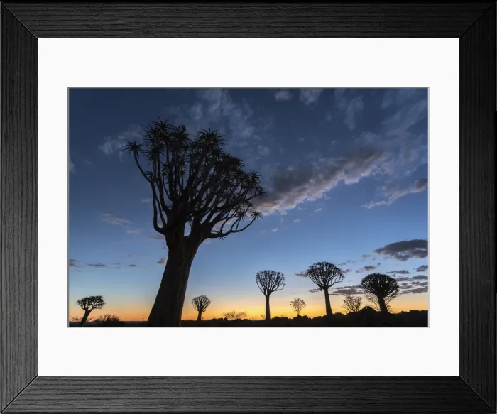 Framed Print : Quiver tree at sunset (kokerboom) (Aloidendron dichotomu) (formerly Aloe dichotoma) Framed Print : Quiver tree at sunset (kokerboom) (Aloidendron dichotomu) (formerly Aloe dichotoma)