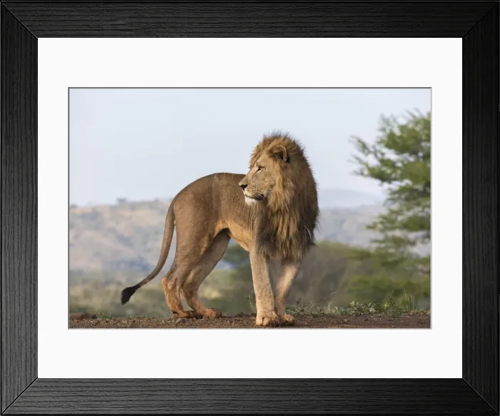 Framed Print : Lion (Panthera leo), Zimanga Private Game Reserve, KwaZulu-Natal, South Africa, Africa Framed Print : Lion (Panthera leo), Zimanga Private Game Reserve, KwaZulu-Natal, South Africa, Africa