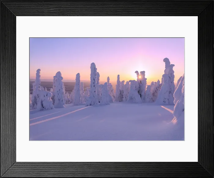 Framed Print : Pink sunrise on frozen trees, Riisitunturi National Park, Posio, Lapland, Finland, Europe Framed Print : Pink sunrise on frozen trees, Riisitunturi National Park, Posio, Lapland, Finland, Europe