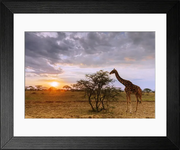 Framed Print : Giraffe (Giraffa camelopardalis) at sunset, Serengeti National Park, UNESCO World Heritage Site Framed Print : Giraffe (Giraffa camelopardalis) at sunset, Serengeti National Park, UNESCO World Heritage Site