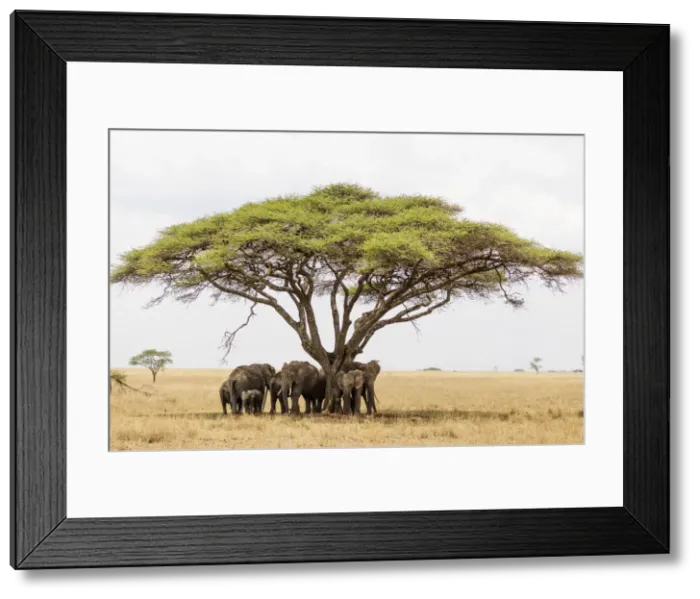 Framed Print : African elephant (Loxodonta africana) sheltering from the heat under a tree canopy Framed Print : African elephant (Loxodonta africana) sheltering from the heat under a tree canopy