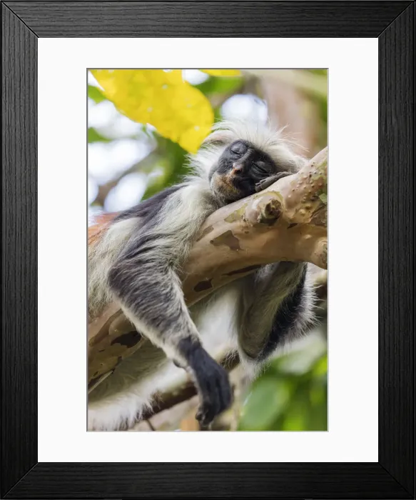 Framed Print : Endemic Red Colobus monkey (Piliocolobus), Jozani Forest, Jozani Chwaka Bay National Park Framed Print : Endemic Red Colobus monkey (Piliocolobus), Jozani Forest, Jozani Chwaka Bay National Park