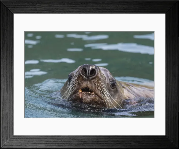 Framed Print : Curious adult bull Steller sea lion (Eumetopias jubatus), Inian Islands, Southeast Alaska Framed Print : Curious adult bull Steller sea lion (Eumetopias jubatus), Inian Islands, Southeast Alaska
