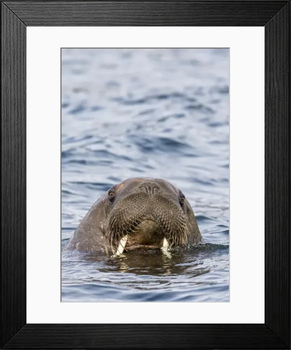 Framed Print : Male Atlantic walrus (Odobenus rosmarus rosmarus), head detail at Russebuhkta, Edgeoya Framed Print : Male Atlantic walrus (Odobenus rosmarus rosmarus), head detail at Russebuhkta, Edgeoya