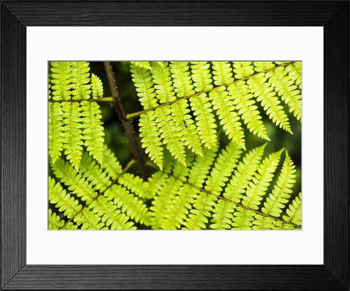 Framed Print : Close up detail of a fern in the rainforest in Arenal Volcano National Park, Alajuela Province Framed Print : Close up detail of a fern in the rainforest in Arenal Volcano National Park, Alajuela Province