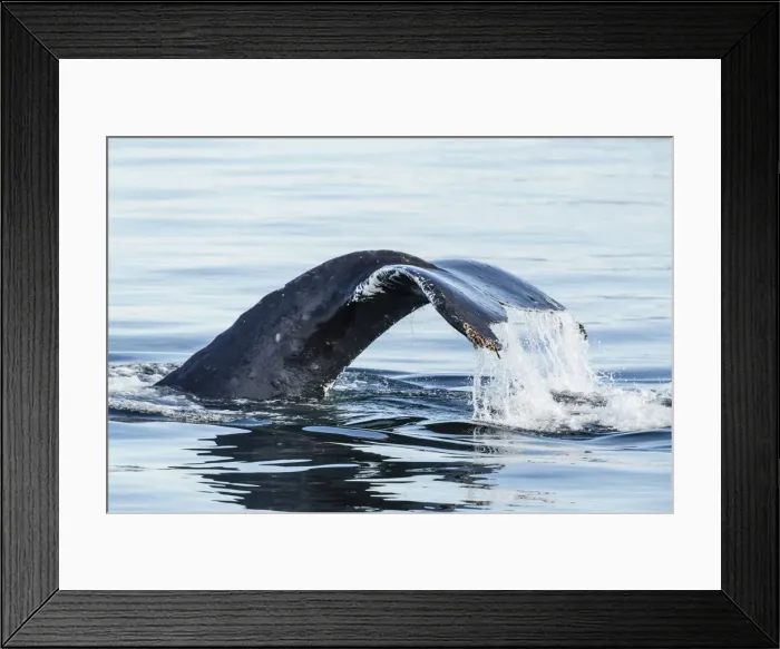 Framed Print : Adult humpback whale (Megaptera novaeangliae), flukes-up dive in Stephens Passage Framed Print : Adult humpback whale (Megaptera novaeangliae), flukes-up dive in Stephens Passage