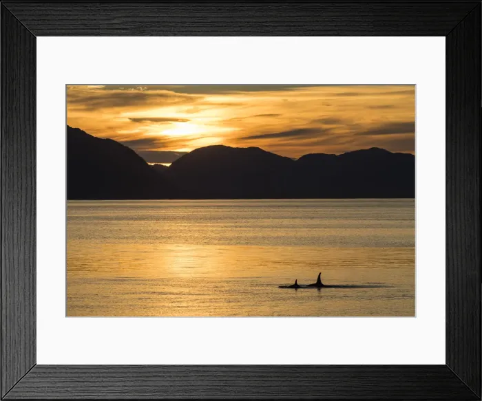 Framed Print : Killer whales (Orcinus orca) surfacing at sunset near Point Adolphus, Icy Strait Framed Print : Killer whales (Orcinus orca) surfacing at sunset near Point Adolphus, Icy Strait