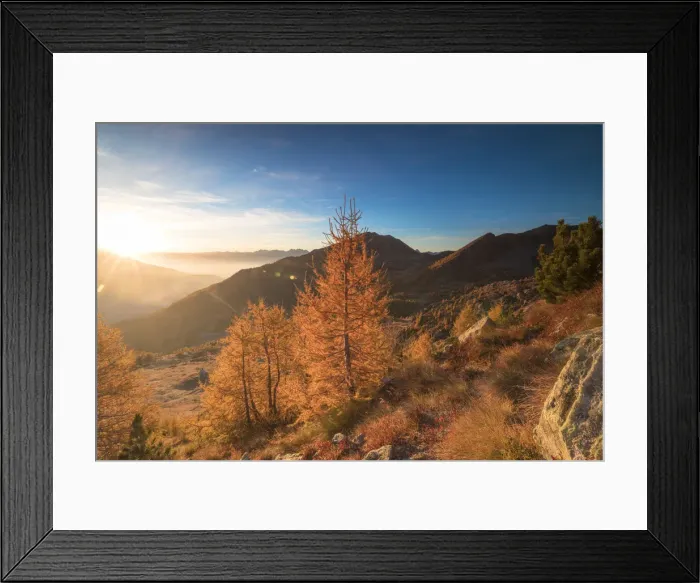 Framed Print : Sunburst on colorful larches during fall season, Alpe Arcoglio Valmalenco, Valtellina Framed Print : Sunburst on colorful larches during fall season, Alpe Arcoglio Valmalenco, Valtellina