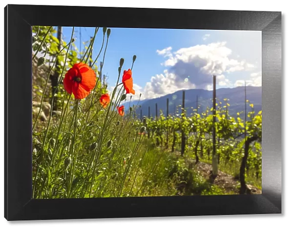 Red poppies and vineyards, Bianzone, Sondrio province, Valtellina, Lombardy, Italy